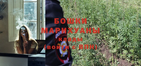 шишки Аркадак